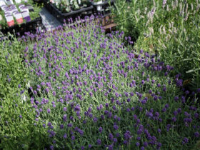 ４月入荷中の花苗の紹介