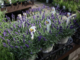 ４月入荷中の花苗の紹介