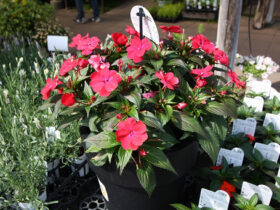 ４月入荷中の花苗の紹介