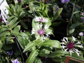 ４月入荷中の花苗の紹介