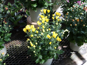 ８月入荷中の花苗の紹介