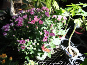 ８月入荷中の花苗の紹介