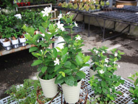 ８月入荷中の花苗の紹介