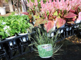 ８月入荷中の花苗の紹介