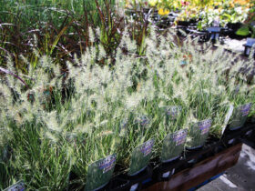 ８月入荷中の花苗の紹介