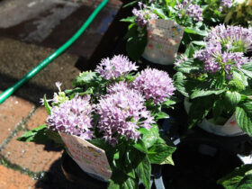 ８月入荷中の花苗の紹介