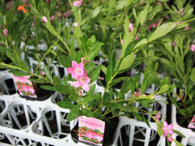 ８月入荷中の花苗の紹介