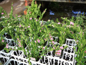 ８月入荷中の花苗の紹介
