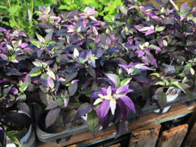 ８月入荷中の花苗の紹介