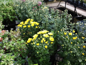 ９月入荷中の花苗の紹介