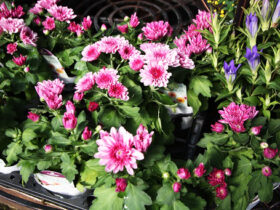 ９月入荷中の花苗の紹介