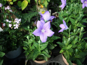 ９月入荷中の花苗の紹介