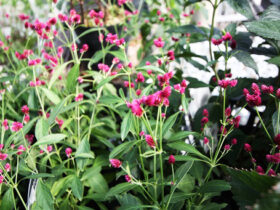 ９月入荷中の花苗の紹介