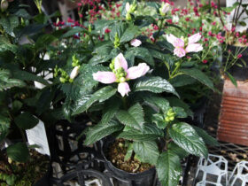 ９月入荷中の花苗の紹介