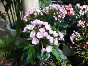 ９月入荷中の花苗の紹介