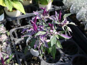 ９月入荷中の花苗の紹介