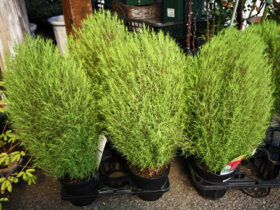 ９月入荷中の花苗の紹介