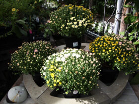 ９月入荷中の花苗の紹介