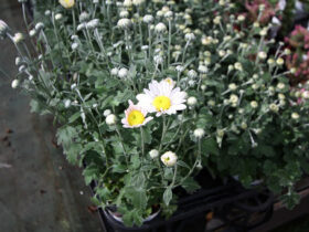 ９月入荷中の花苗の紹介
