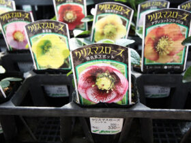 ９月入荷中の花苗の紹介