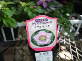 ９月入荷中の花苗の紹介