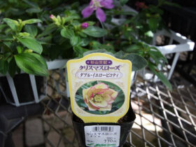９月入荷中の花苗の紹介