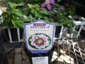 ９月入荷中の花苗の紹介