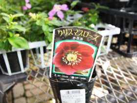 ９月入荷中の花苗の紹介
