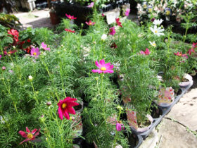 ９月入荷中の花苗の紹介