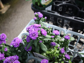 ９月入荷中の花苗の紹介