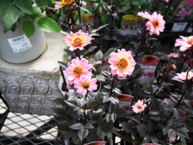 ９月入荷中の花苗の紹介