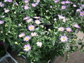 ９月入荷中の花苗の紹介