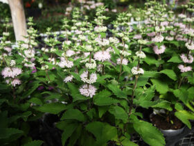 ９月入荷中の花苗の紹介