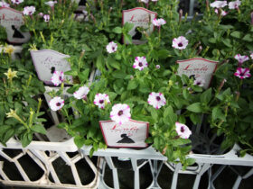 ９月入荷中の花苗の紹介