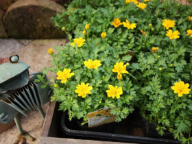 ９月入荷中の花苗の紹介