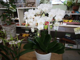 ９月入荷中の花苗の紹介