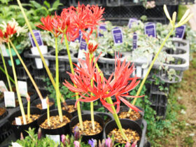 １０月入荷中の花苗の紹介