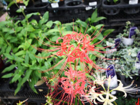 １０月入荷中の花苗の紹介