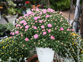 １０月入荷中の花苗の紹介