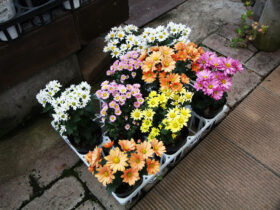 １０月入荷中の花苗の紹介