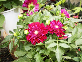 １０月入荷中の花苗の紹介