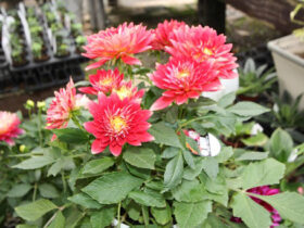 １０月入荷中の花苗の紹介