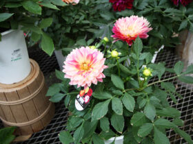 １０月入荷中の花苗の紹介