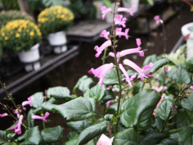１０月入荷中の花苗の紹介