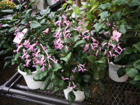１０月入荷中の花苗の紹介