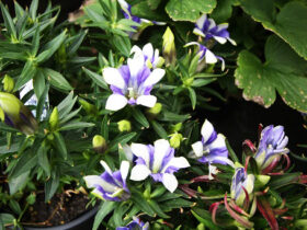 １０月入荷中の花苗の紹介