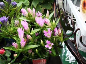 １０月入荷中の花苗の紹介