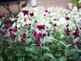 １０月入荷中の花苗の紹介