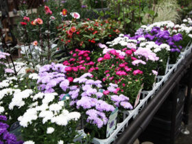 １０月入荷中の花苗の紹介