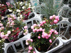 １０月入荷中の花苗の紹介